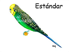 periquito australiano estandard