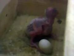 la criaa