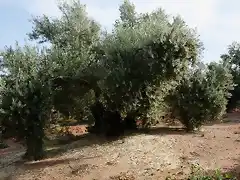 003, la oliva en flor