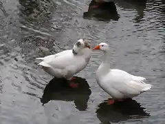 ocas en chavarri, rio tajua