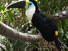 Ramphastos tucanus tucanus (6-10-23 Bioparque Amaru) Ramphastos tucanus tucanus (6-10-23 Bioparque Amaru)