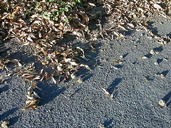 DSCN7946 DSCN7946