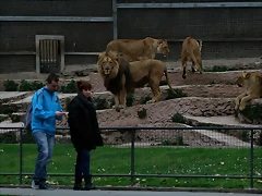 Zoo de Barcelona 15-02-11 614 Zoo de Barcelona 15-02-11 614