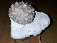 F Erizo Hemicidaris Crenularis Francia 20 F Erizo Hemicidaris Crenularis Francia 20