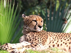 Zoo de Barcelona 06-12-11 277 Zoo de Barcelona 06-12-11 277