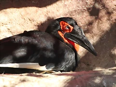 Zoo de Barcelona 06-12-11 302 Zoo de Barcelona 06-12-11 302