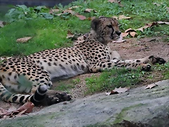 Zoo de Barcelona 02-12-11 186 Zoo de Barcelona 02-12-11 186