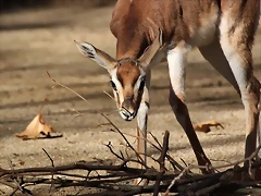 Zoo de Barcelona 06-12-11 088 Zoo de Barcelona 06-12-11 088