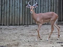 Zoo de Barcelona 02-12-11 223 Zoo de Barcelona 02-12-11 223