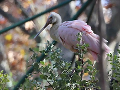 Zoo de Barcelona 06-12-11 177 Zoo de Barcelona 06-12-11 177