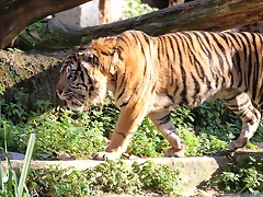 Zoo de Barcelona 06-12-11 351 Zoo de Barcelona 06-12-11 351