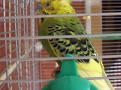 Pablo 8-10