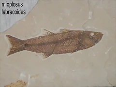 diplopezkz8