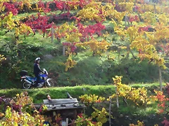IMG_8696 IMG_8696