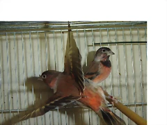 cardinxfan 016