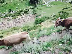 vacas asustadas