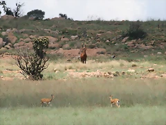 Kgaswane Nature Reserve 14-02-09 121 Kgaswane Nature Reserve 14-02-09 121