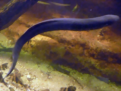 Lepidosiren paradoxa 2 (26-10-18 Acuario Zaragoza)