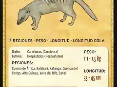 mangosta rayada