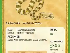 vibora cornuda del desierto