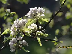 08, flor del albrchigo, marca