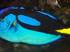 Paracanthurus hepatus Kew Paracanthurus hepatus Kew