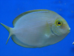 Acanthurus mata
