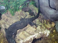 Varanus beccarii (2-7-16 Zoo de San Diego) Varanus beccarii (2-7-16 Zoo de San Diego)