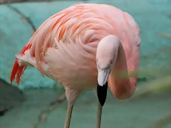 Zoo de Barcelona 02-12-11 001 Zoo de Barcelona 02-12-11 001