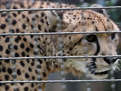 Zoo de Barcelona 02-12-11 173 Zoo de Barcelona 02-12-11 173