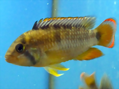 Apistogramma nijsseni Apistogramma nijsseni
