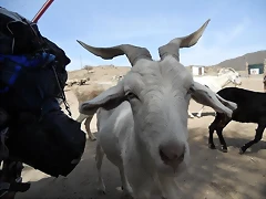 cabra cabra