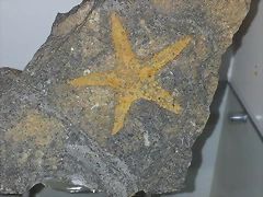 F Asteroidea sp Ordovicico Marruecos 23 F Asteroidea sp Ordovicico Marruecos 23