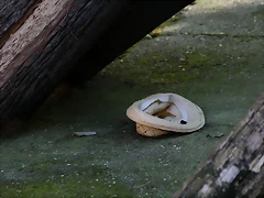 Zoo de Barcelona 18-04-11 1175