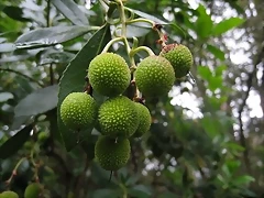 Ibias_Rio_de_Porcos_Borrachinos Ibias_Rio_de_Porcos_Borrachinos