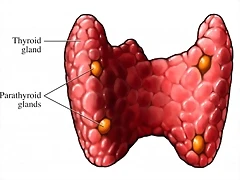 Paratiroides