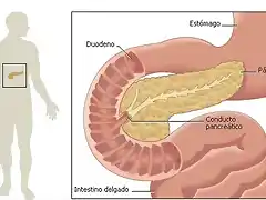 pancreas