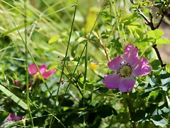 IMG_7391 IMG_7391