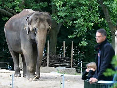 Zoo Berlin 25-06-11 1368 Zoo Berlin 25-06-11 1368