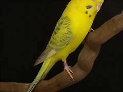Flavo Opalino Verde