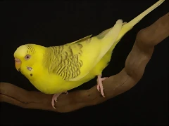 Flavo Po Dominante Verde