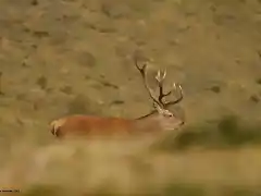 venado recortado