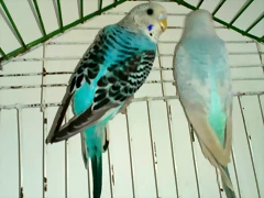 IMG-20190302-WA0003