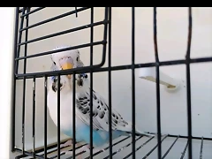 Screenshot_20190909-020854_Milanuncios