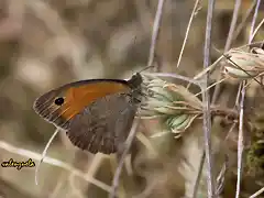 10, MARIPOSA, MARCA