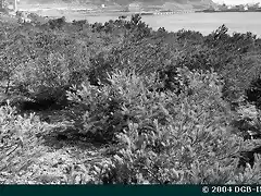 MU-0462 Repoblaciones en consorcio con la Marina de Guerra. Plantaci?n de pinos carrascos en la D?rsena de Escombreras, fotograf?a de 1958