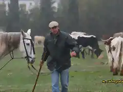 11, el caballo a reata, marca