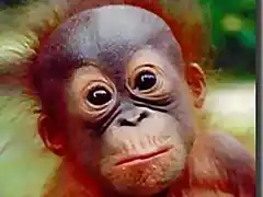 orangutan-pi