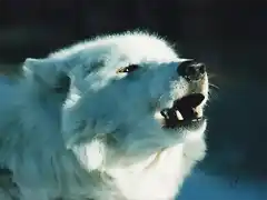 Howling Artic Wolf_2