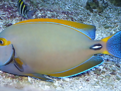 Acanthurus dussumieri
